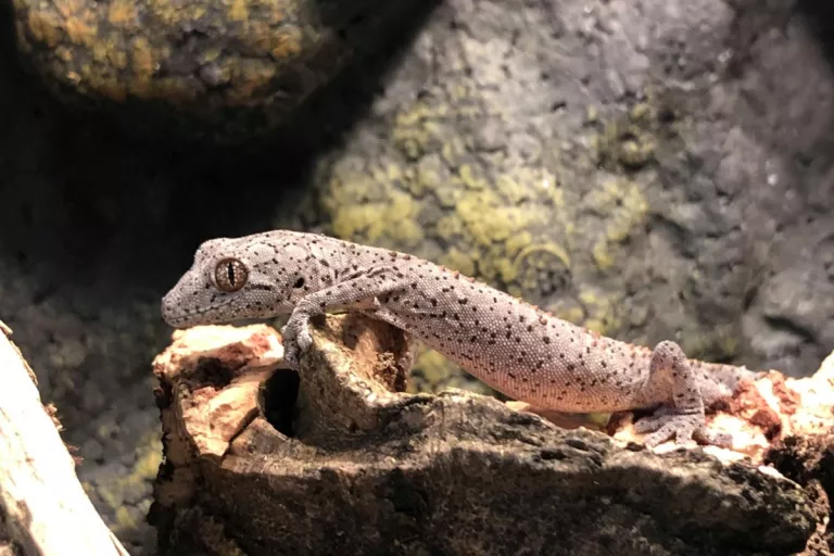 gecko
